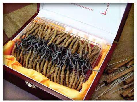 平湖冬虫夏草回收